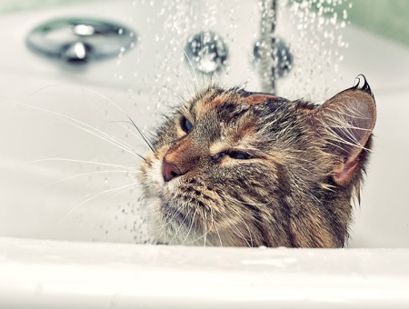 What should I pay attention to when bathing a cat?