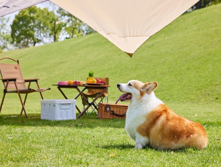 What foods do you know that dogs can't eat?